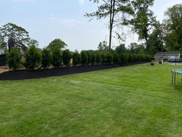 Manicured lawn with arborvitae privacy hedge and fresh mulch